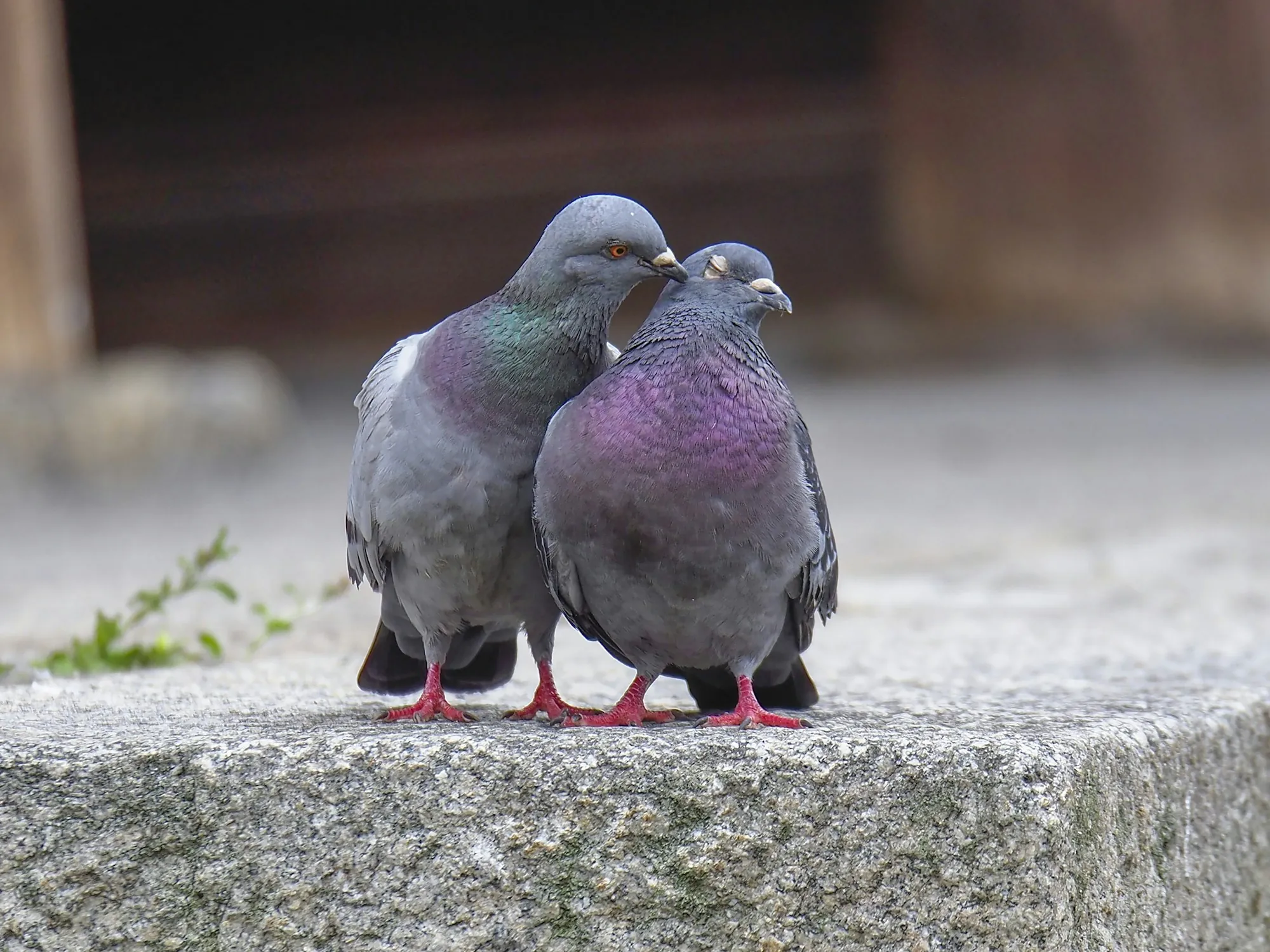Two pigeons huddled together on a stone ledge